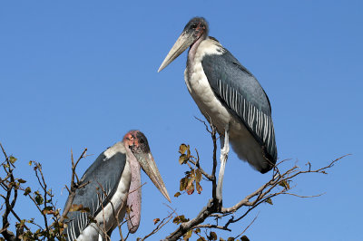 Marabou stork