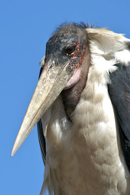 Marabou stork