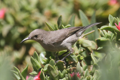 Palestine sunbird