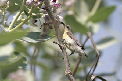 Purple sunbird