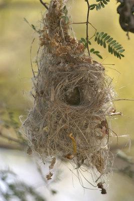 Purple sunbird