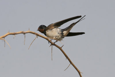 Barn swallow