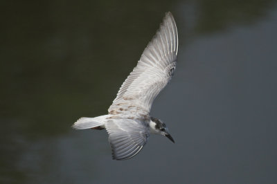 Whiskered tern