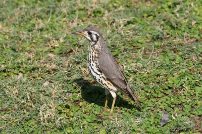 Groundscraper thrush