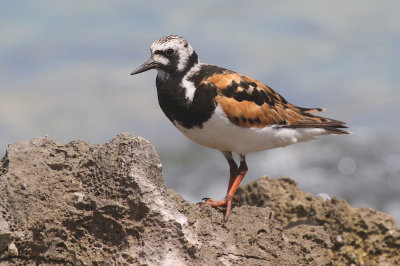 Ruddy turnstone