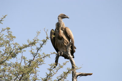 Cape griffon vulture