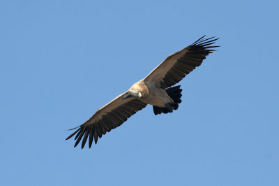 Cape griffon vulture