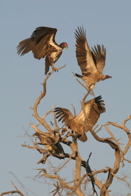 Lappet-faced vulture