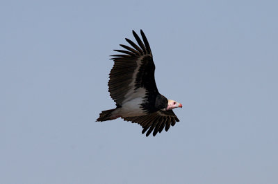 White-headed vulture