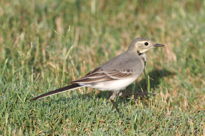 White wagtail