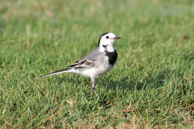 White wagtail