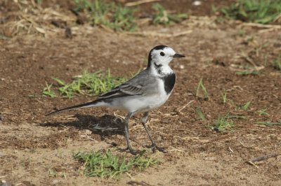 White wagtail