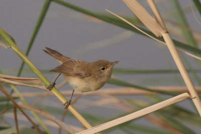 Reed warbler