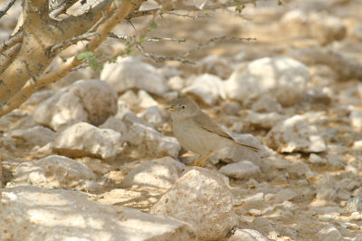 Asian desert warbler