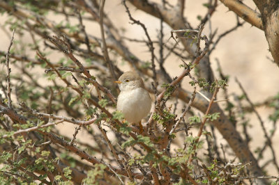 Asian desert warbler