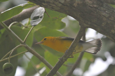 Prothonotory warbler