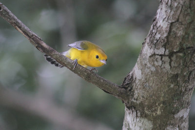 Prothonotory warbler