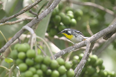 Yellow-throated warbler