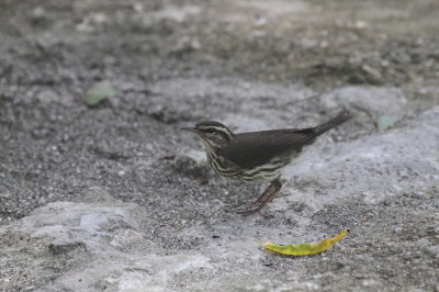 Northern water thrush