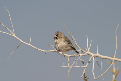 Scaly-feathered weaver