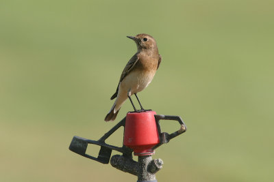 Black-eared wheatear