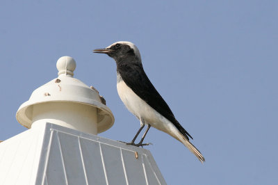 Hooded wheatear