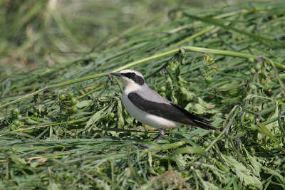 Northern wheatear