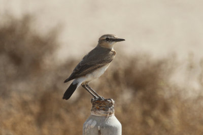 Northern wheatear