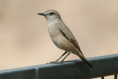 Red-tailed wheatear