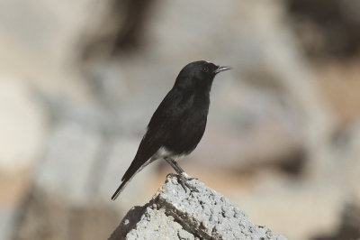 White-crowned wheatear