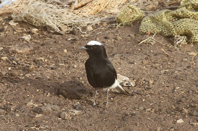 White-crowned wheatear