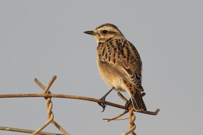 Whinchat