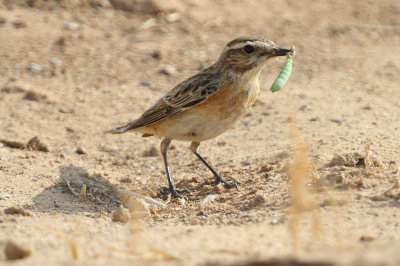 Whinchat