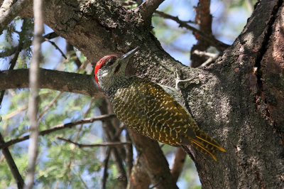 Golden -tailed woodpecker