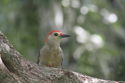 Yucutan woodpecker