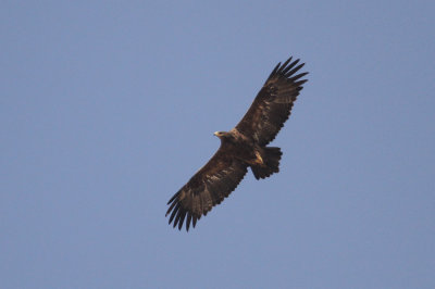 Greater spotted eagle