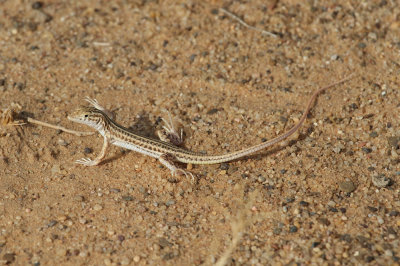 Snake-tailed fringe toed lizard