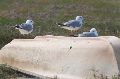 Common gull