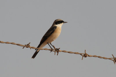 Black-eared wheatear