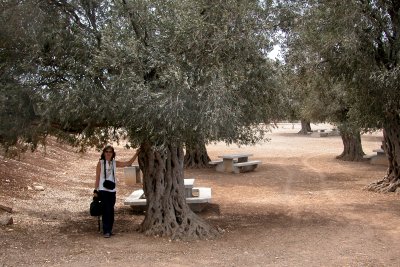 Judy next to an olive tree in the Zippori National Park.