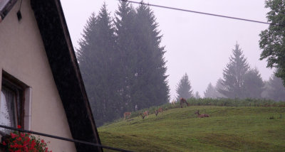 IMGP9361m.jpg