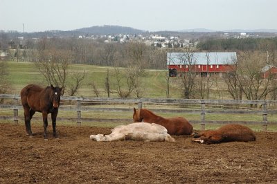 idle horses