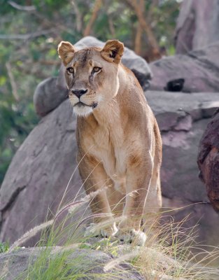 Female Lion: The hunter