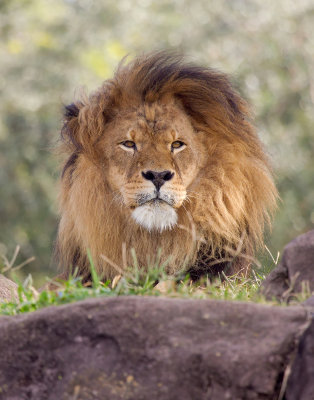 Male Lion: Resting