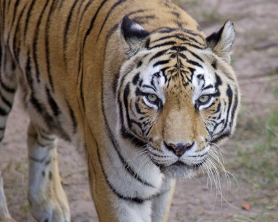 Asian Tiger, 300+ pound female