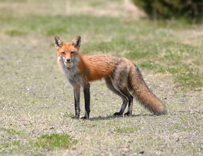 Red Fox with Goose Egg