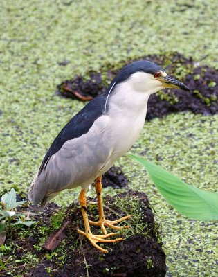 Black-crowned Night Heron