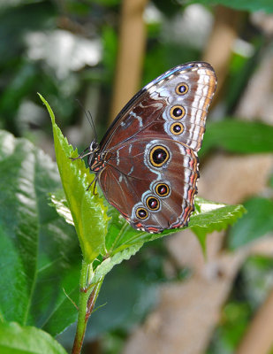 Unknown species-Butterfly