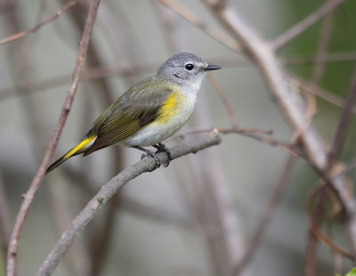 American Redstart