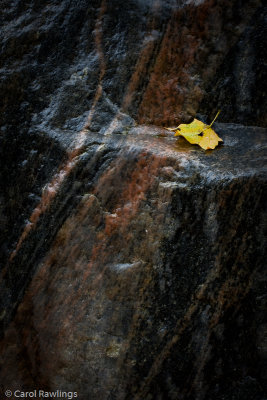 Solitary leaf